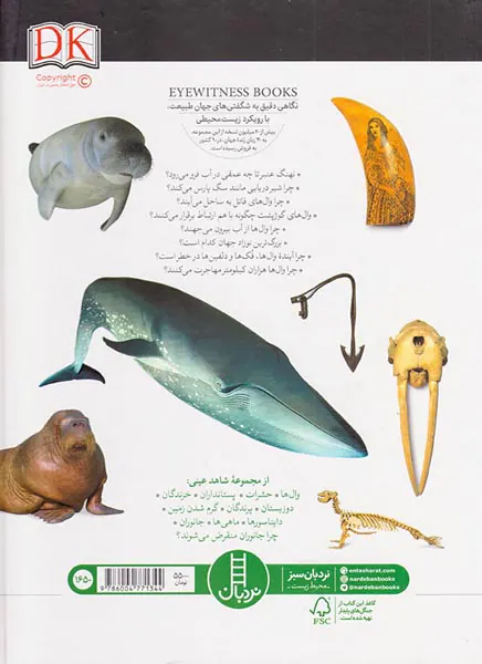 شاهد عینی وال ها